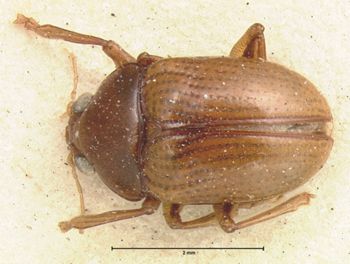 Media type: image; Entomology 9823   Aspect: habitus dorsal view